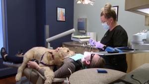 Un chien dans la clinique dentaire