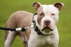 Le Queensland renforce la législation sur les chiens dangereux
