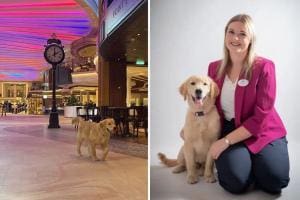 Un Golden Retriever vit dans un navire de croisière