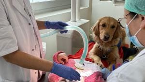 Scully : Un Soutien canin dans le service d’odontologie à l’Hôpital de Brest