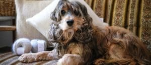 Chiengora : fibre textile durable à base de poils de chien