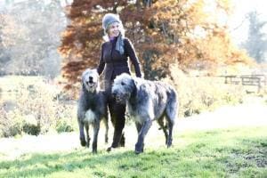 Sting et Trudie à Crufts : L&rsquo;élevage de chiens des stars de la pop