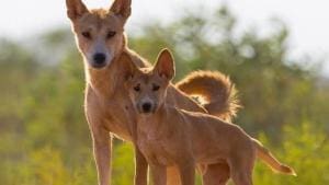 Protection des dingos dans le Nord-Ouest de l&rsquo;Australie : Réactions partagées