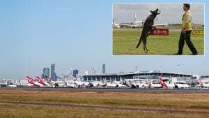 De chien policier à gardien du ciel : l&rsquo;évolution d&rsquo;Ozzie