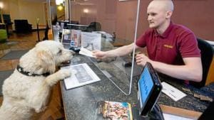 Chiens bienvenus au cinéma de Bochum