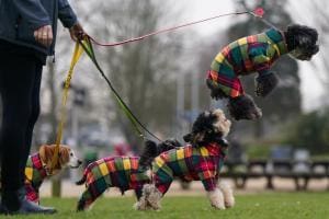 Espagne : Nouveau précédent juridique – Pension pour chien dans un divorce