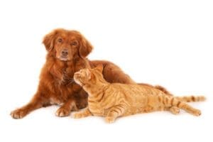 Un chat identifié comme « chien » captive les internautes