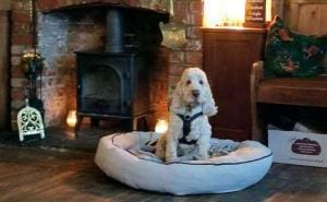 Thomas Becket : Un pub accueillant pour les chiens