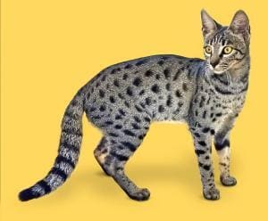 Les chats Savannah : Actifs et passionnants