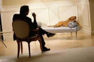 Médicaments psychiatriques pour animaux de compagnie
