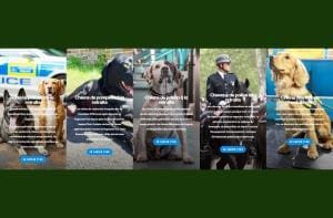 Les chiens policiers à retraite soutenus par des associations d’aide