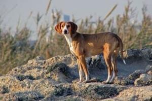 Débat sur l’abattage des chiens errants au Chili