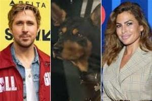 Un chien francophone dans un film de Ryan Gosling
