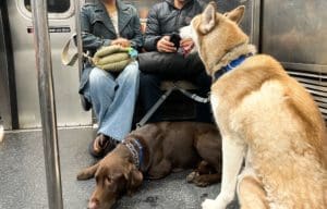 Chiens dans le métro de New York, règles ignorées ?
