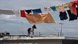 Rigueur contre l’abattage de chiens à Cuba