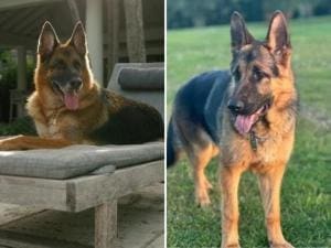 Günther VI : Adoption d’un chien par un autre chien