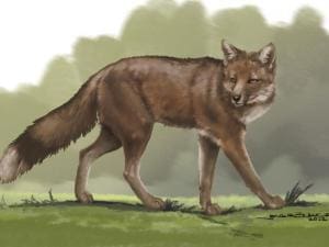 Anciens liens : Renard, compagnon humain