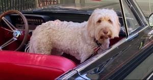 Chiens « lecteurs » apportant la motivation dans les bibliothèques