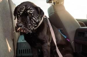 Trooper : affrontement d’un chien avec un porc-épic