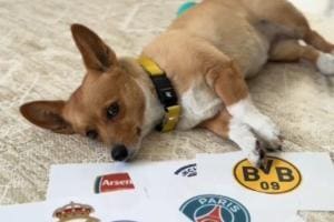 Steph Furry, le chien qui prédit la finale de la Ligue des Champions