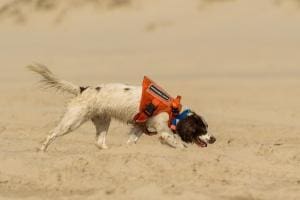 Poppy et les déversements d’hydrocarbures