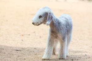 Bedlington Terrier : le chien mouton