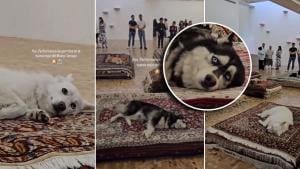 Polémique autour des chiens au Musée Tamayo