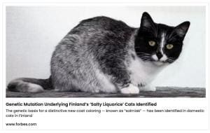 La mystérieuse fourrure des chats Salmiak