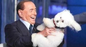 Dudù, le fidèle compagnon de Berlusconi