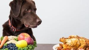 Détecter le diabète chez les chiens : symptômes et soins
