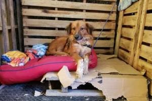 Brésil : les chiens en refuges après les inondations