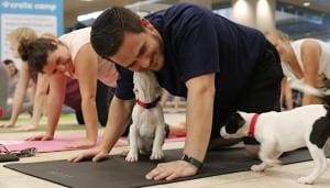 Italie : Interdiction du Puppy Yoga pour le bien-être animal