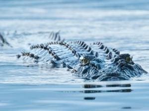 Crocodile mangeur de chiens en Australie : terreur et festin
