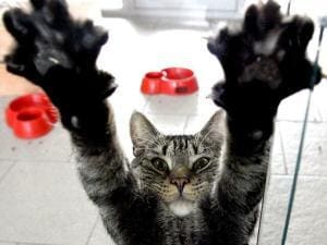 Maladies transmises par les chats