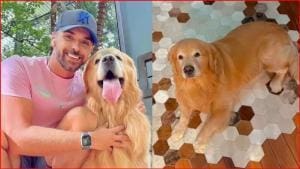 Brésil : règles pour le transport des chiens