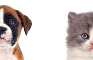 Nouvelle loi en Angleterre : le vol de chiens puni jusqu’à 5 ans de prison et 5’000 GBP