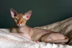 Espérance de vie des chats Sphynx