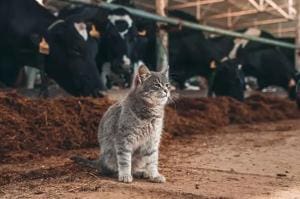 H5N1 : le Virus affecte chats et fermes laitières