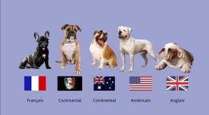 Les différentes races de bouledogues