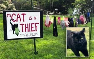 Pourquoi les chats volent des objets