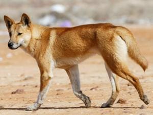 Révélation de l&rsquo;ADN ancien du dingo australien