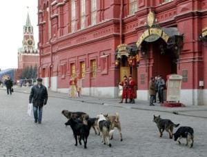 La Russie et ses animaux de compagnie