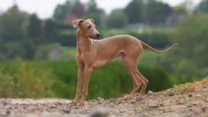 Variole du singe : quel impact sur les chiens et les chats ?