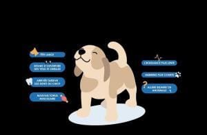 Pourquoi les chiens n’ont-ils pas le syndrome de Down ?