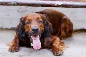 Surchauffe chez le chien : comment réagir rapidement