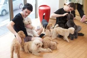 Louer un Chien au Japon : Une Expérience Unique
