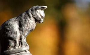 Les chats peuvent-ils ressentir le deuil ?