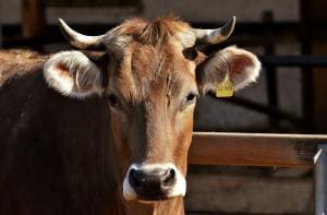 L’intégration du bien-être animal dans la politique agricole