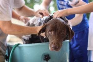 Pourquoi les chiens se roulent-ils dans les excréments ?
