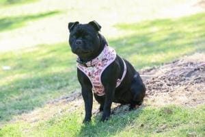 OZTOPDOG : le meilleur chien de bureau d’Australie